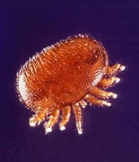 Varroa Mite from Wikipedia