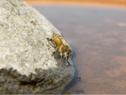 Bee Drinking Water Bee Drinking Water