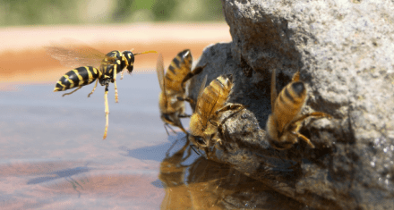 Wasp and Honeybees