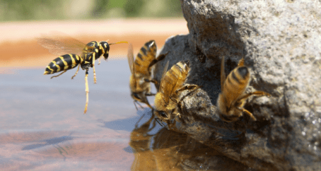 Wasp and Honeybees