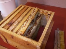 Honeycomb in Hive Box with Top Bar Removed