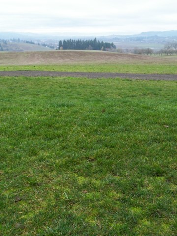 A Good Spot for a Warre Hive