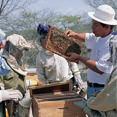 Gift of Bees from Heifer